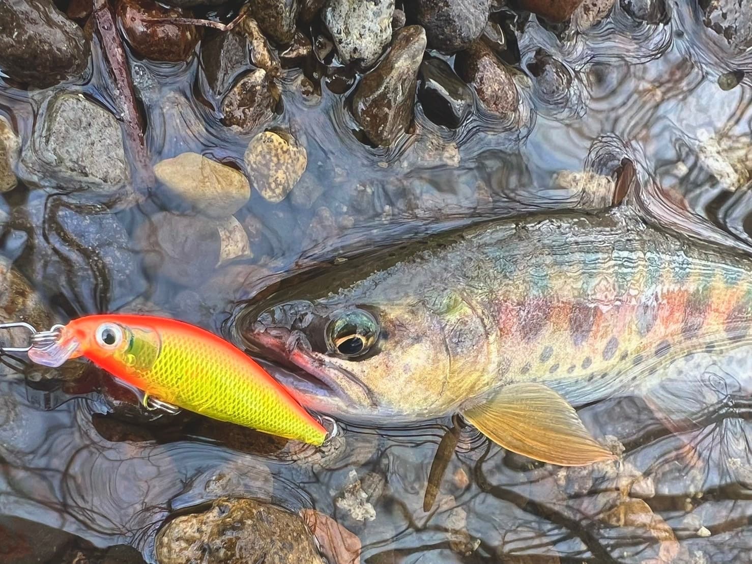 x-right_minnow.jpg